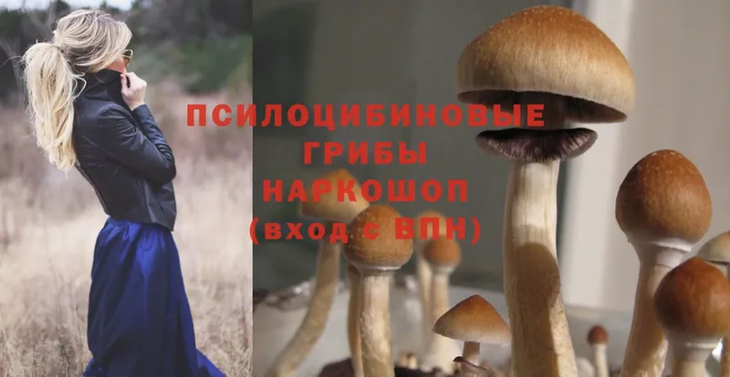 Псилоцибиновые грибы Psilocybine cubensis  купить наркоту  Елец 